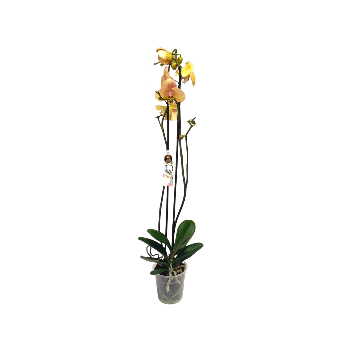 Orhidee Phalaenopsis galbena 2 tije florale in ghiveci, 75 cm