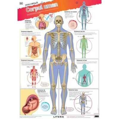 Descopera Corpul uman planse educationale