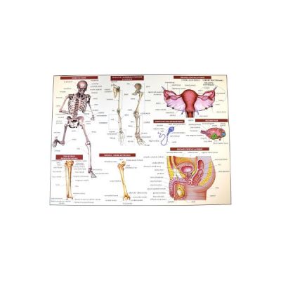 Anatomia omului - plansa nr. 2 - Mariana Bodea