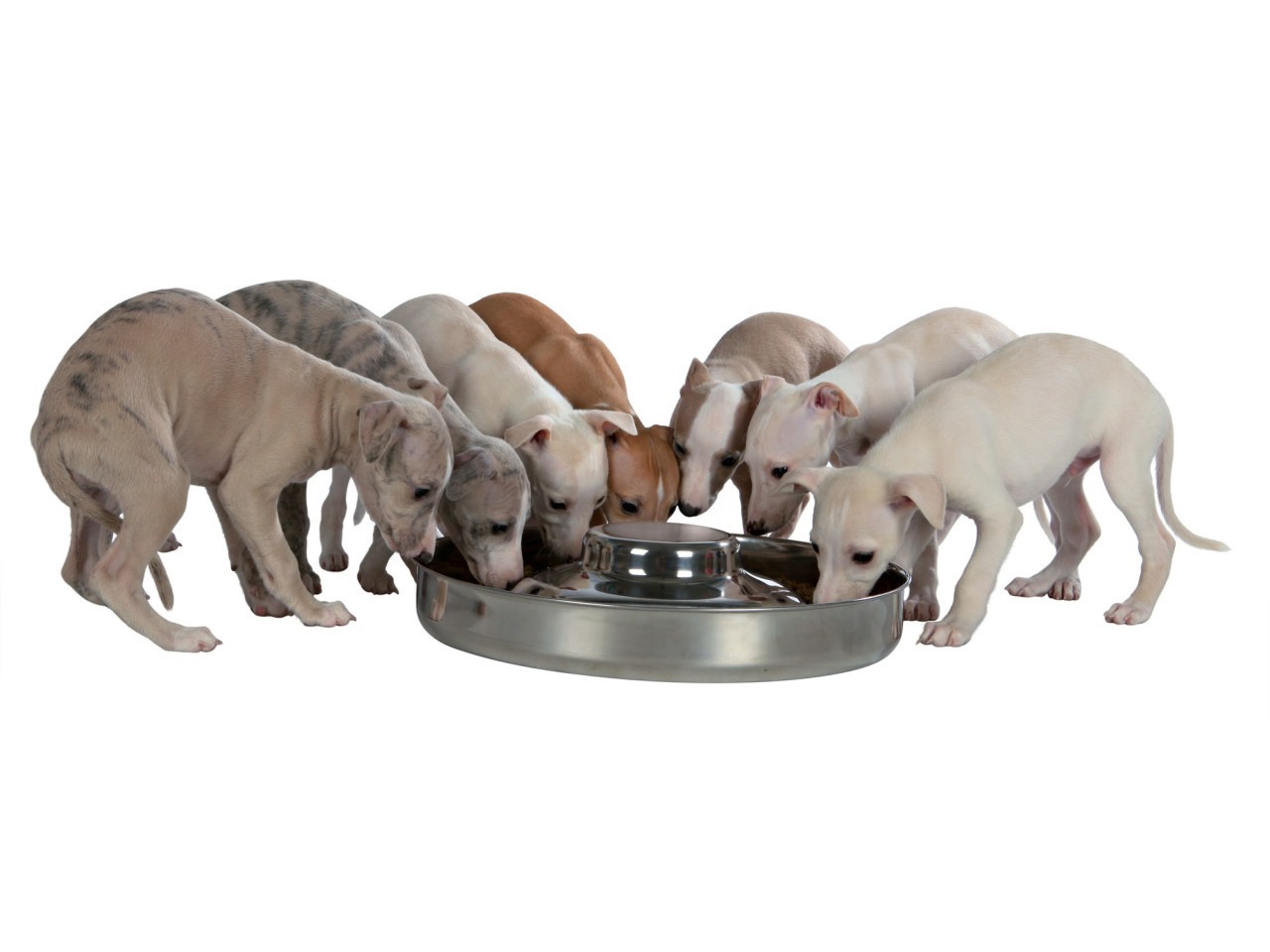 Trixie Castron Inox Pentru Caini Juniori (Puppy), 1.4 l/29 cm, 25281