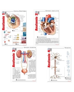 Pachet Pliante Anatomie volumele 1-4 - Florica Mailat