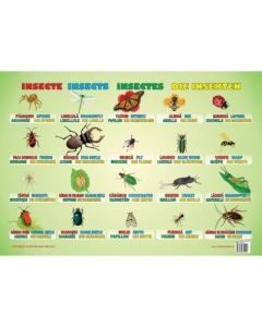 Insecte. Plansa educationala