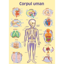 Plansa. Corpul uman