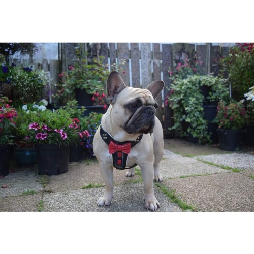 Bestia Ham Bowtie-Papion, Piele Naturala, S: 40-73 cm, Negru/Rosu, pentru Pug, Bulldog, Jack Russel, etc