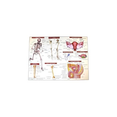 Anatomia omului - plansa nr. 2 - Mariana Bodea