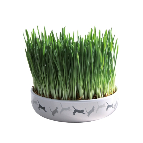 Bol Ceramic Cu Seminte De Orz Pentru Iarba, 15x4 cm/50 g, 42341