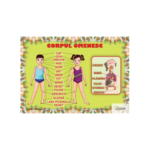 Corpul Omenesc. Plansa educationala