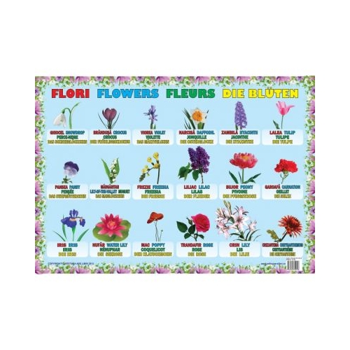 Flori - Plansa educativa, editura Ars Libri