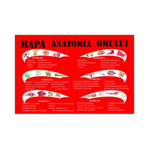 Mapa anatomia omului - 6 planse A3 pliante plastifiate