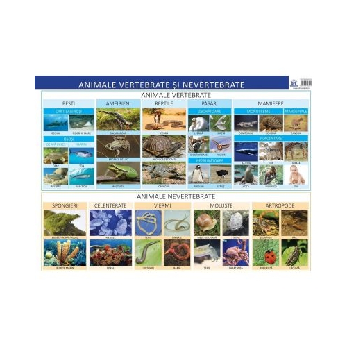 Plansa. Animale vertebrate si nevertebrate - Florica Alexandrescu, editura Didactica Publishing House