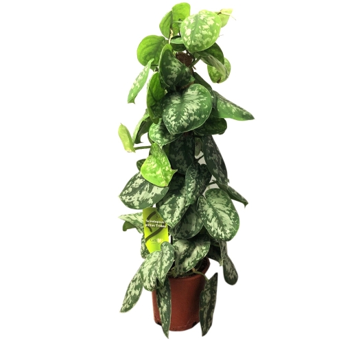 Planta ghiveci Scindapsus Trebie, Iedera Diavolului, 65 cm