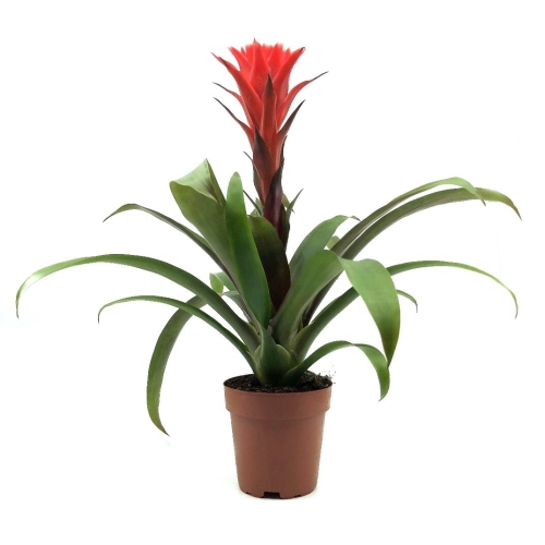 Planta ghiveci Guzmania, rosie 46 cm