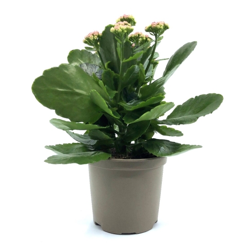 Planta ghiveci Kalanchoe, roz 26cm