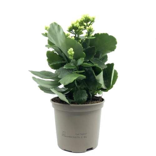 Planta ghiveci Kalanchoe, alba 26cm