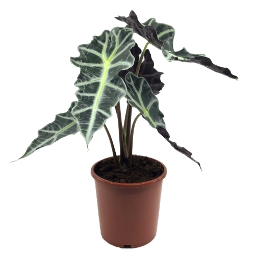 Planta ghiveci Alocasia Polly, Urechea elefantului, 50 cm