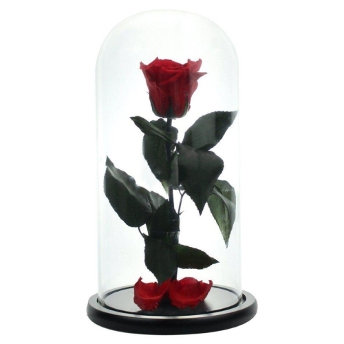 Kdeco Trandafir Criogenat XL de culoare Rosie(Ã˜=6,5CM) in cupola sticla. Dimensiune 10 X 20 CM