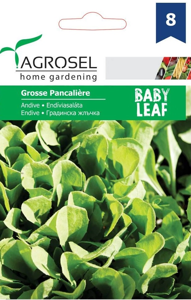 Seminte Andiva Grosse Pancaliere, baby leaf, 2.5 g, Agrosel